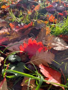 Autumn leaves symbolising change, reflection, and healing after cancer.