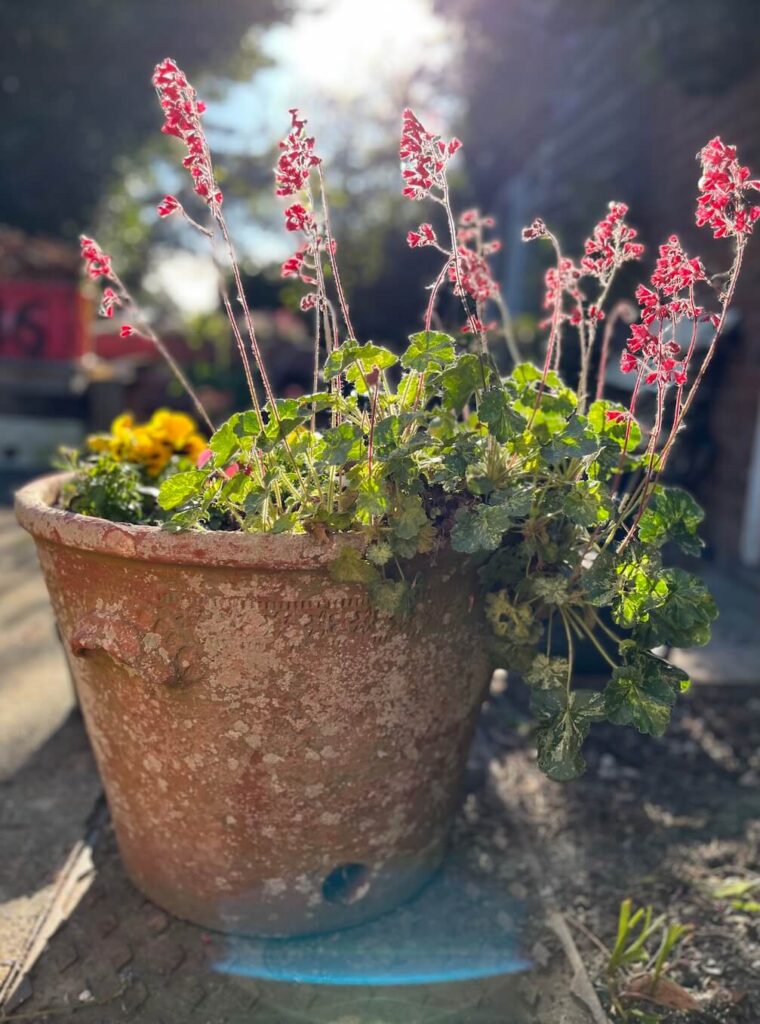Peaceful garden plant in warm sunshine supporting calm and nervous system regulation