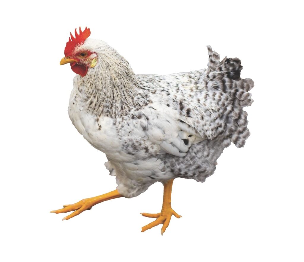 Chicken to represent fear of being made to cluck like a chicken in hypnosis