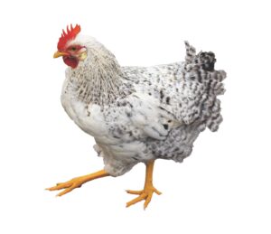Chicken to represent fear of being made to cluck like a chicken in hypnosis